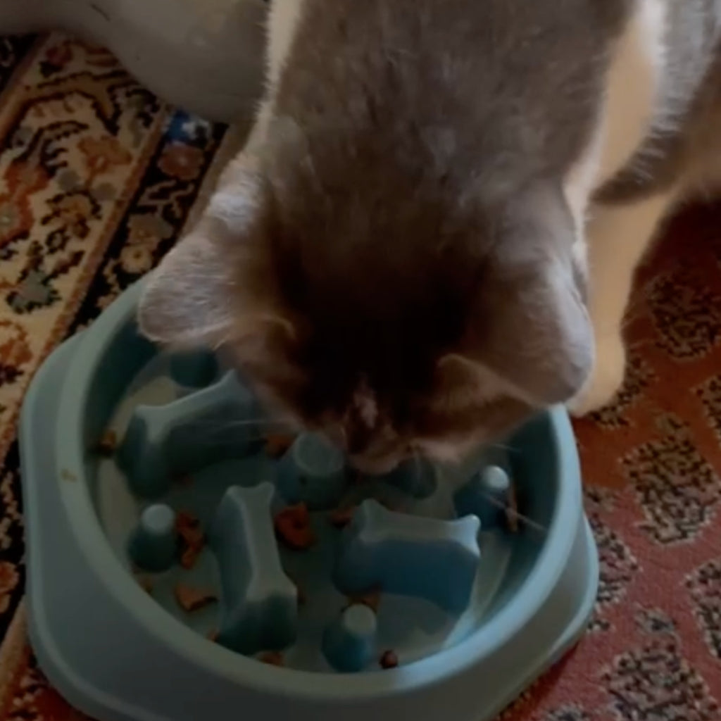 SlowCat - Gamelle anti-glouton